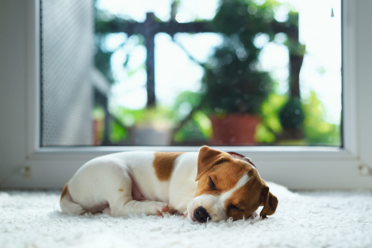 Pet-Safe Flooring: Carpet